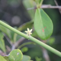 Cynanchum viminale (L.) L.